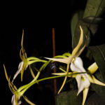 Angraecum 7037 La serre aux orchidées, Ollioules février 2022.